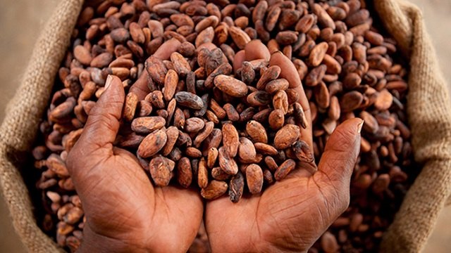 Hands holding dried cocoa beans from the SEMCU cooperative