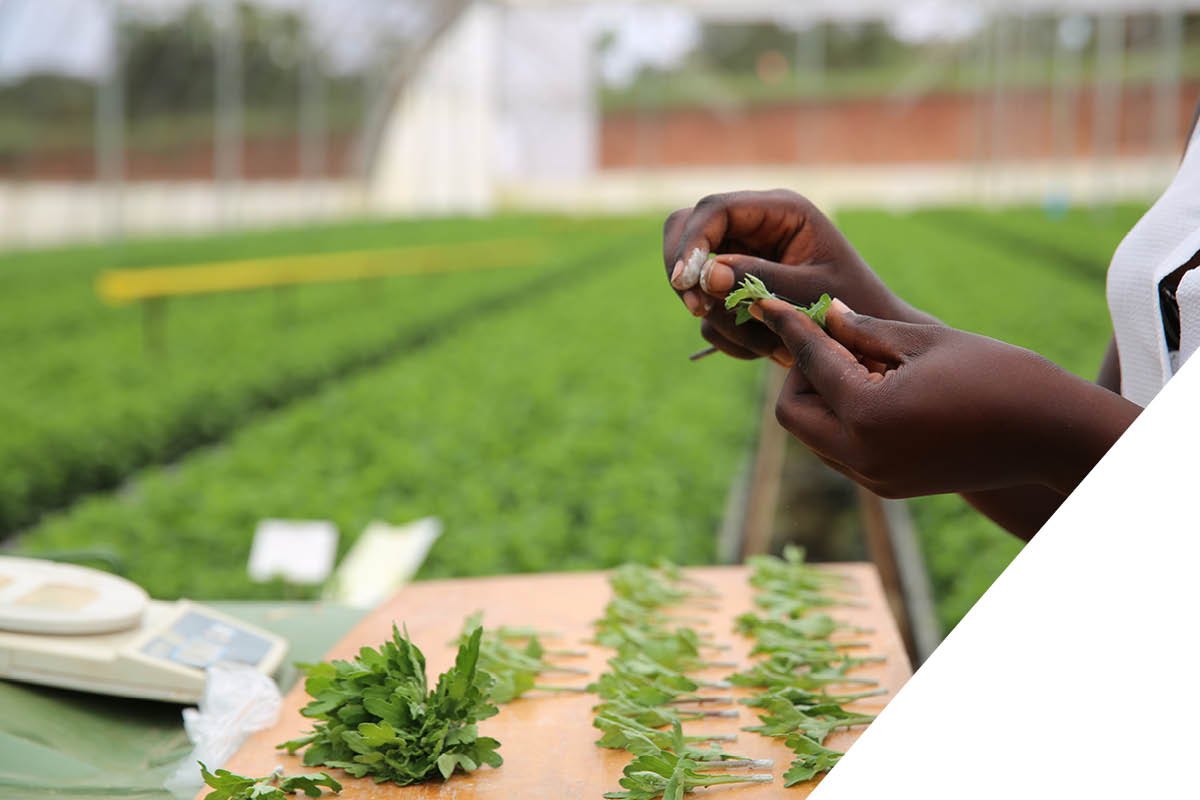 Preparing plant cuttings at Xclusive Cuttings Uganda